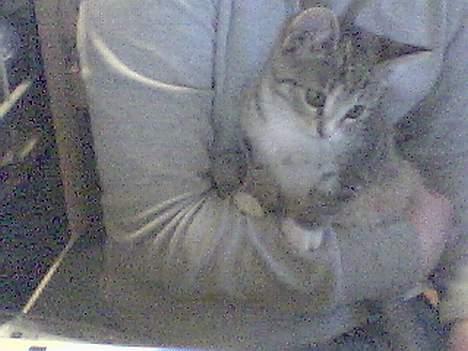 Huskat Lady *HAR HENDE IKKE MER* billede 3