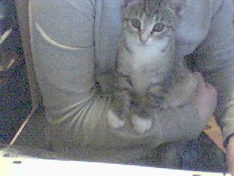 Huskat Lady *HAR HENDE IKKE MER* billede 4