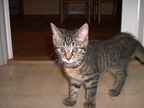 Huskat Mille - Hvem sagde tun????? billede 15