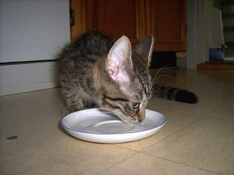 Huskat Mille - Ahhh....det smager godt billede 16