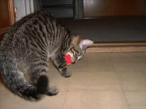 Huskat Mille - Jeg er vild....så pas på! billede 17