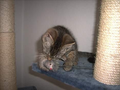 Huskat Mille - Haps - nu fik jeg dig din dumme mus billede 18