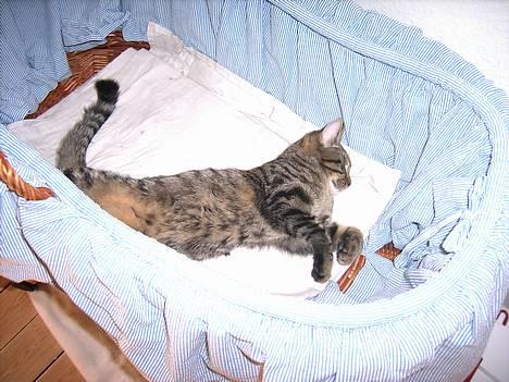 Huskat Mille - ZZzzzzZzz.....zzzzzz *NYT* billede 19