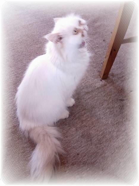 Perser Alaska (Afgået) - Må jeg komme op? billede 1