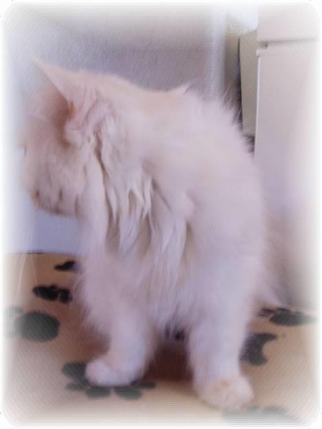 Perser Alaska (Afgået) - Vil i have en sideprofil af prinsessen.. billede 2