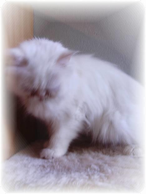 Perser Alaska (Afgået) - Nok nok.. Jeg bliver jo flov! billede 3