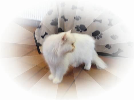 Perser Alaska (Afgået) - Hey! Få den hund til at blive der... billede 4