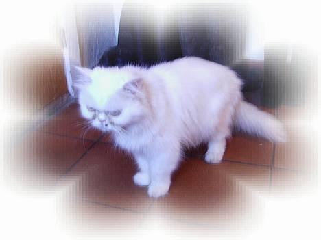 Perser Alaska (Afgået) - Åben lige døren for mig... Jeg venter.... billede 5