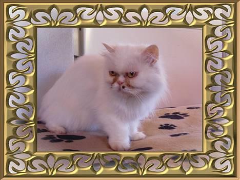 Perser Alaska (Afgået) - Mit udkigstårn.... billede 6