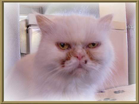 Perser Alaska (Afgået) - Alaska=) billede 7