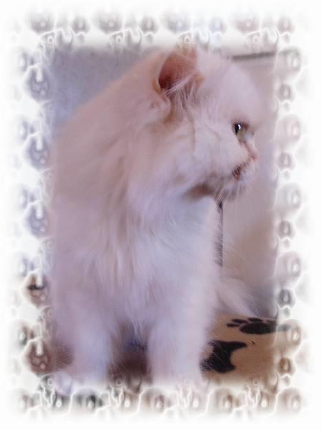 Perser Alaska (Afgået) billede 8