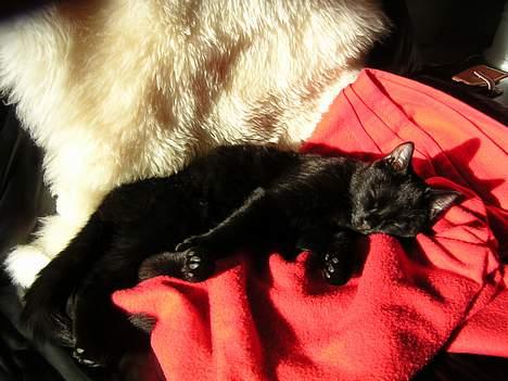 Huskat Kazpar billede 1