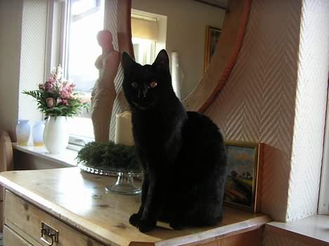 Huskat Kazpar billede 2