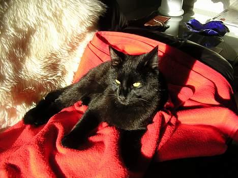 Huskat Kazpar billede 3