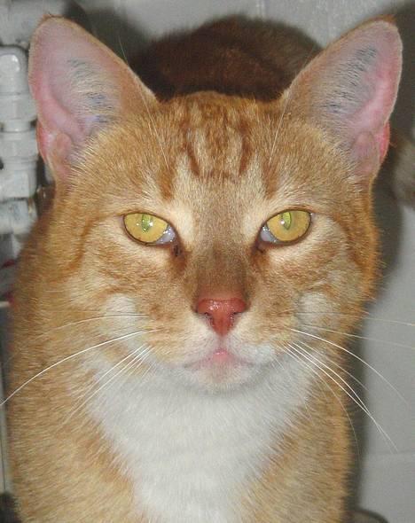 Huskat Frederik billede 1