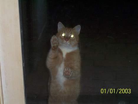 Huskat Frederik billede 3