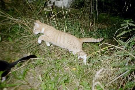 Huskat Frederik billede 5