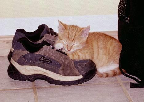 Huskat Frederik billede 6