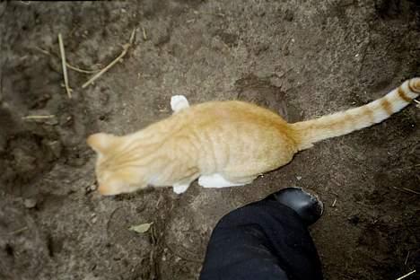 Huskat Frederik billede 7