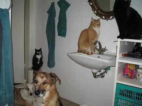 Huskat Frederik billede 9