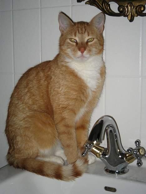 Huskat Frederik billede 10