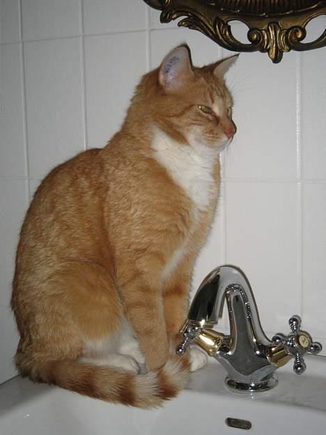 Huskat Frederik billede 11