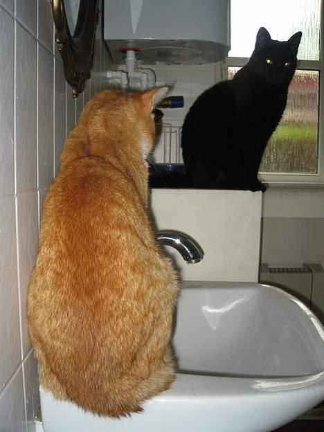 Huskat Frederik billede 12