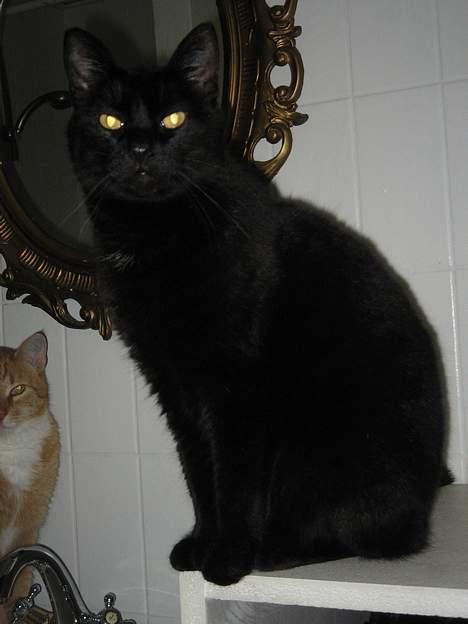 Huskat Anubis billede 7