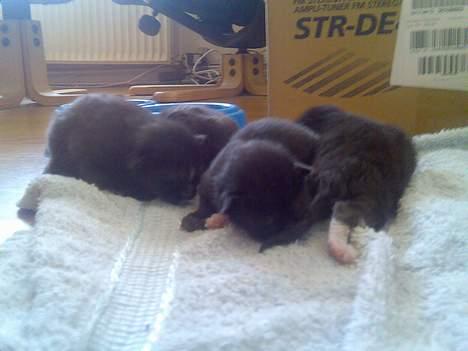 Huskat Pebre G billede 6