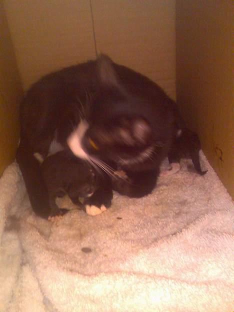 Huskat Pebre G billede 7