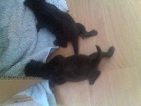 Huskat Pebre G billede 8