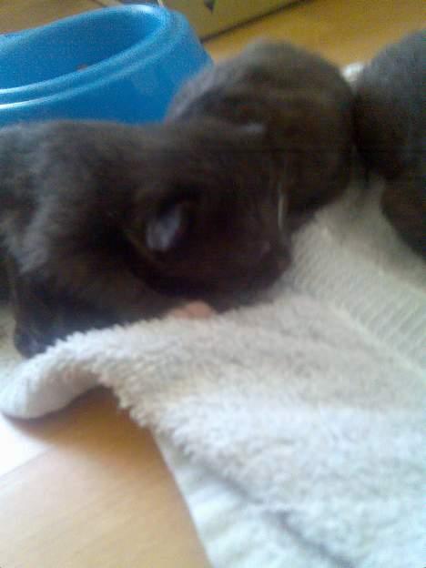 Huskat Pebre G billede 9