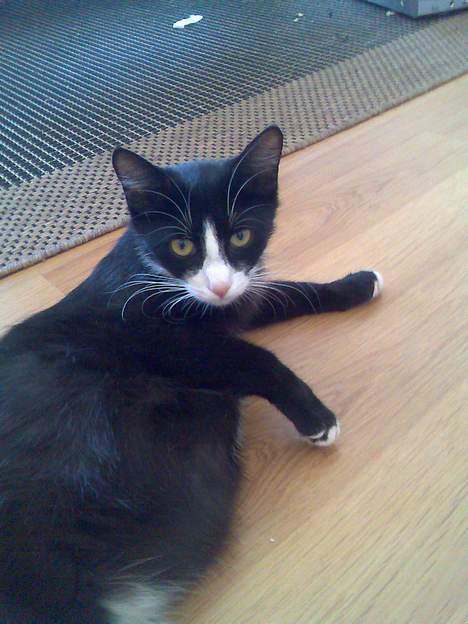 Huskat Pebre G - Er vist lidt tyk (hun var gravid!) billede 10