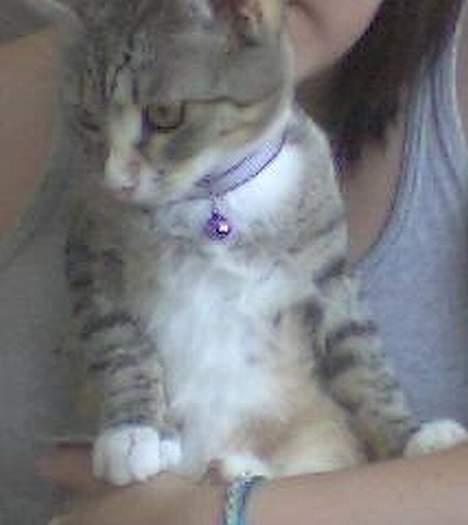 Huskat Lady *HAR HENDE IKKE MER* billede 5