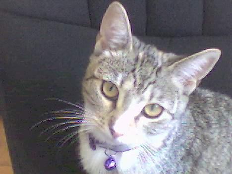 Huskat Lady *HAR HENDE IKKE MER* billede 6