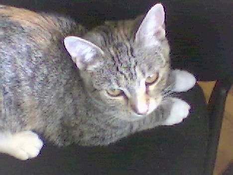 Huskat Lady *HAR HENDE IKKE MER* billede 7