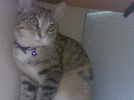 Huskat Lady *HAR HENDE IKKE MER* billede 8