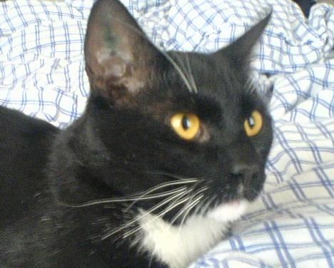 Huskat coda - coda det er jo så mig billede 1