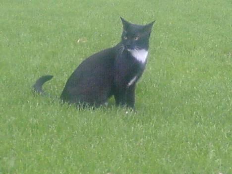 Huskat coda billede 2