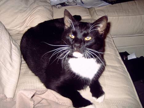 Huskat coda billede 3