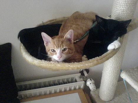 Huskat coda billede 4