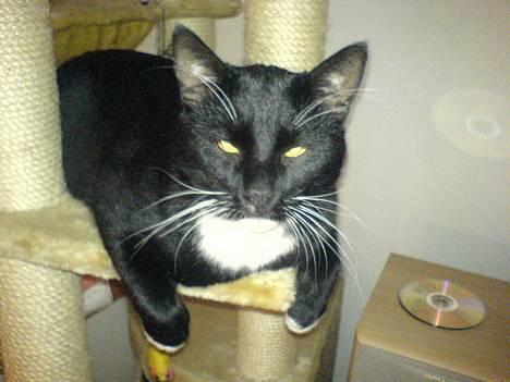 Huskat coda billede 5