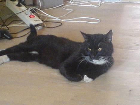 Huskat coda billede 6