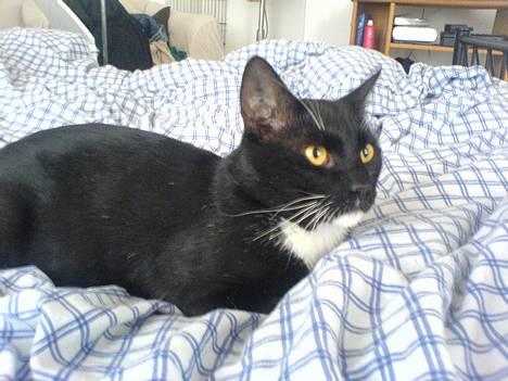 Huskat coda billede 7