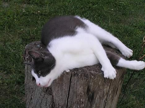 Huskat Pjevs billede 20