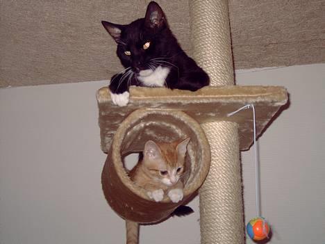 Huskat coda billede 8