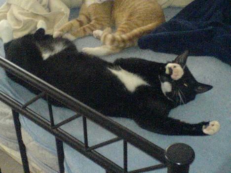 Huskat coda billede 9