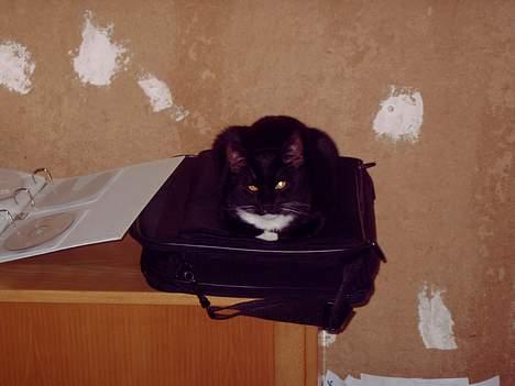 Huskat coda billede 10