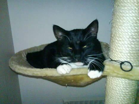 Huskat coda billede 11