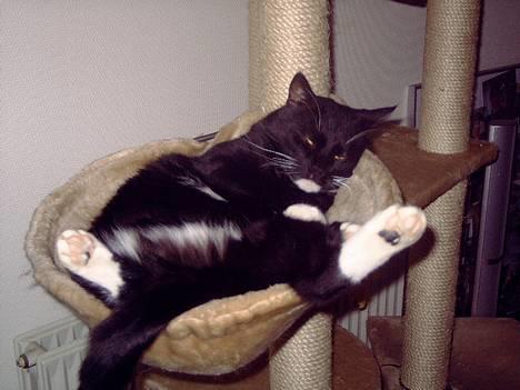 Huskat coda billede 12